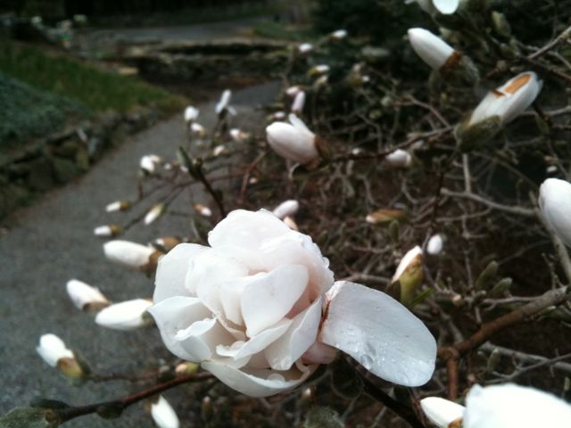 Magnolia Blooms at Rest.Stop.Ranch Magnolia Blooms at Rest.Stop.Ranch