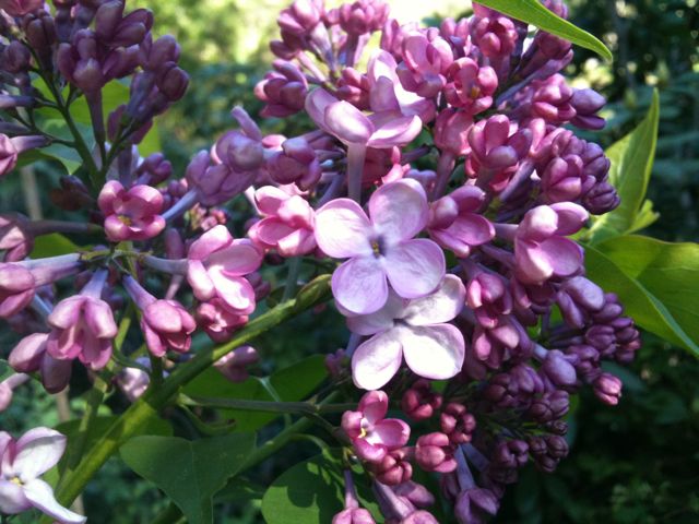 Pink Lilac Pink Lilac