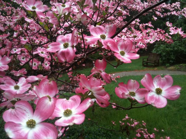 Pink Dogwood Blooms Pink Dogwood Blooms