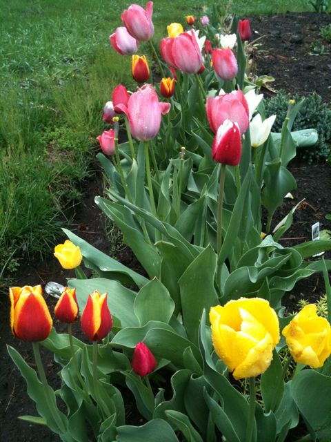 Mixed Tulip Blooms Mixed Tulip Blooms