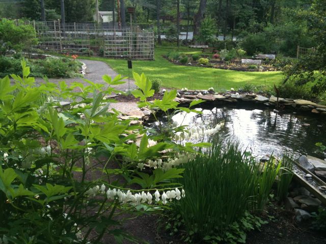 Above the Koi Pond Above the Koi Pond