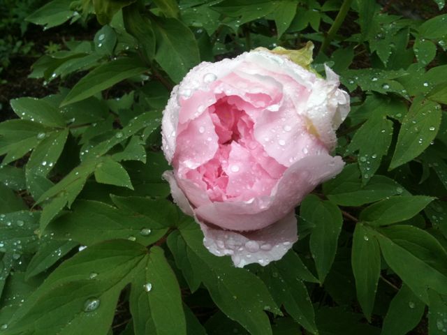 Pink Peony Tree Bud Opens Pink Peony Tree Bud Opens