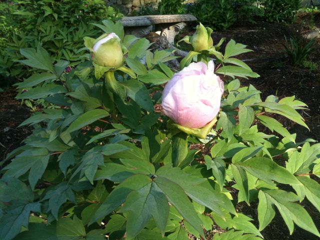 Pink Peony Tree Pink Peony Tree