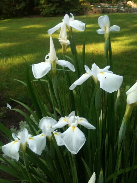 Japanese Iris Japanese Iris