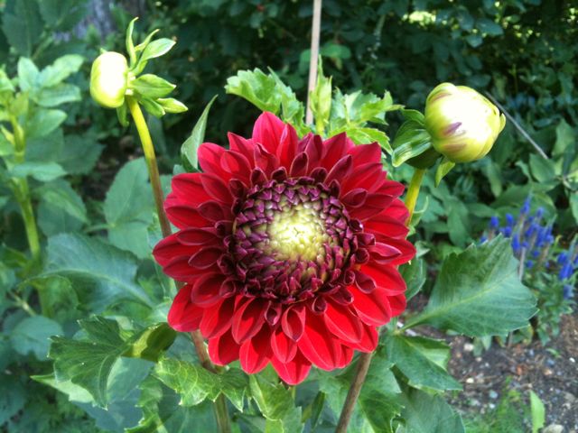 Red Dahlia Bloom Red Dahlia Bloom