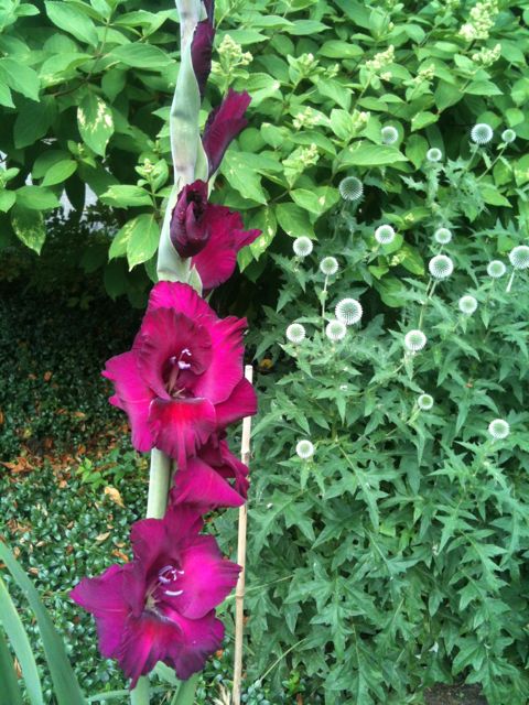 Gladiolus, Globe Thistle, Hydrangea Gladiolus, Globe Thistle, Hydrangea