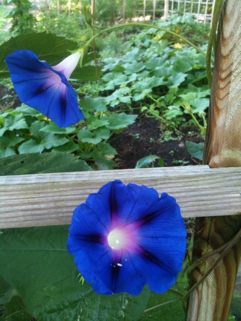 Morning Glory Morning Glory