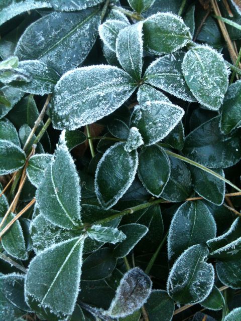 Frosty Vinca Frosty Vinca