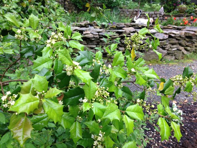Holly Tree Near Koi Pond Holly Tree Near Koi Pond