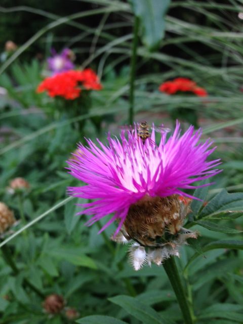 Thistle Flower with Bee