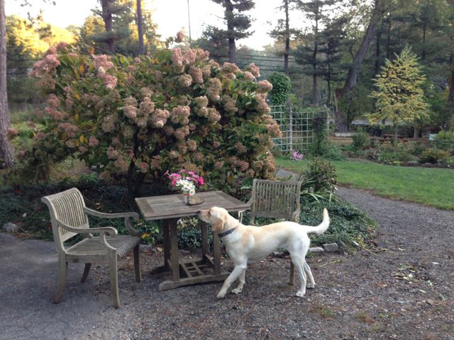 Miss Honey Investigates