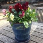 Chakra 1: Red: Roots, Home; Red Pansies in the Cut Flower Garden (the welcome garden of the Loop)
