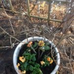 Chakra 2: Orange: Fertility, Creativity; Orange Pansies and Pussy Willow Branches; in the Kitchen Garden