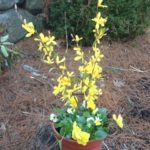Chakra 3: Yellow: Power, Will; Yellow Pansies and Forsythia in the Orchard Ave./North Border