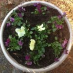 Chakra 6: Violet: Intuition, 3rd-Eye; Violet and Cream Pansies in the Cedar Grove and Tunnel (a shade garden)