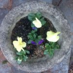 Chakra 7: White: Universality, Truth; Cream and Blue Pansies in the Koi Pond Garden (the final garden along the Loop)