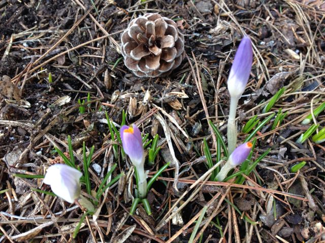 Crocus in Bloom
