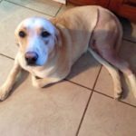 Honey's Knee Op