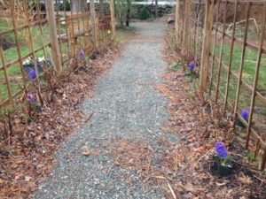 8 Blue Hyacinths Decorate Raspberry Lane
