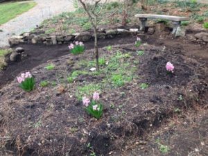 1 Pink Hyacinth Plant Replaced in the Circle Garden