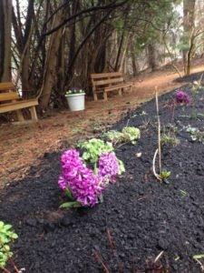 2 Violet Hyacinths Planted in Rainbow Garden