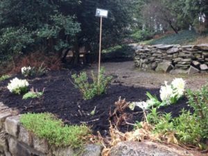 3 White Hyacinths Planted at Koi Pond