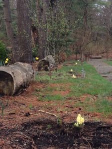 6 Yellow Hyacinth Plants Hi-Light Sitting Logs in Orchard Ave.