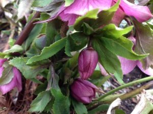View Under the Lenten Rose Leaves