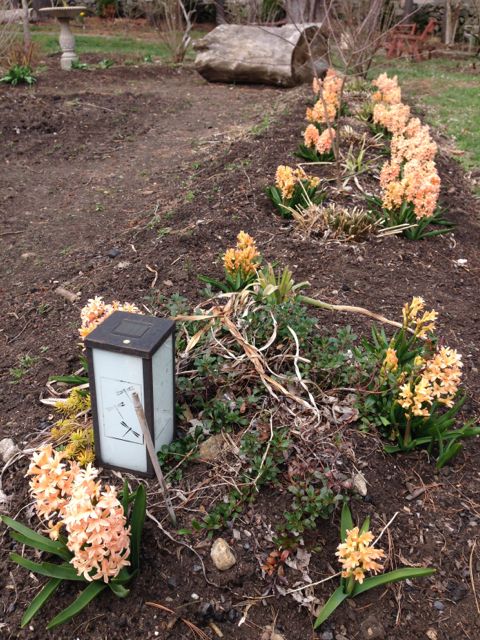 Orange Hyacinths Bloom in Ornamental Tree & Shrub Garden