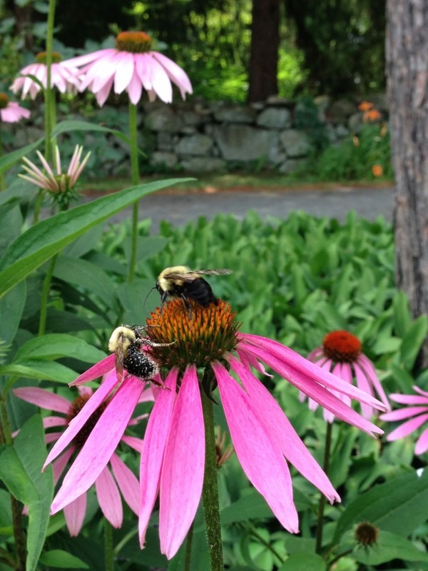 Coneflowers with Bees