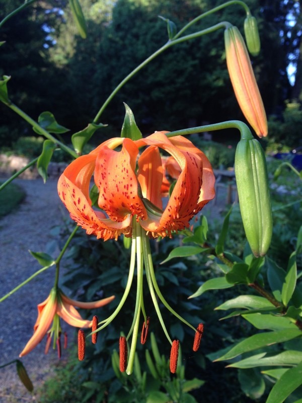 Henry's Lily