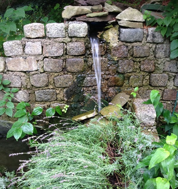 Donated Lavender is Hydrated