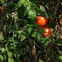 2.tomato