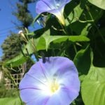 Blue Morning Glories