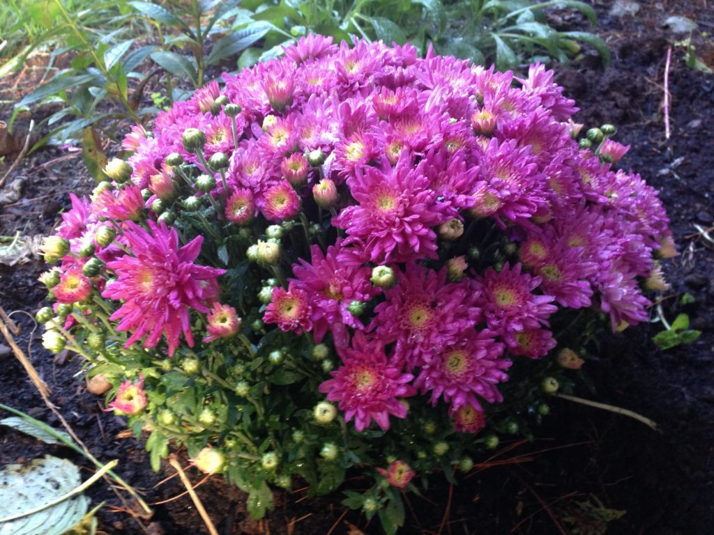 Pink Mum