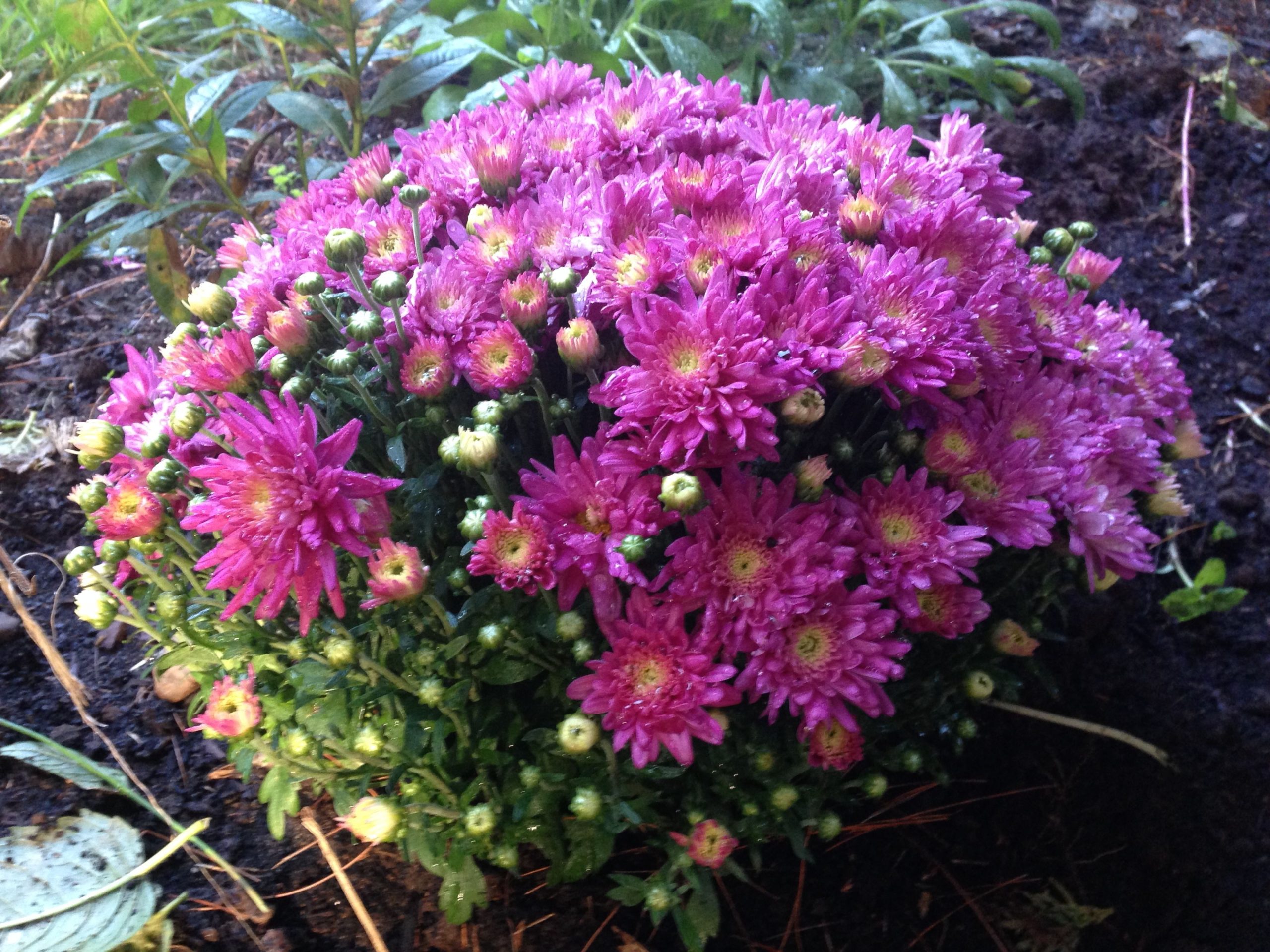 Pink Mum