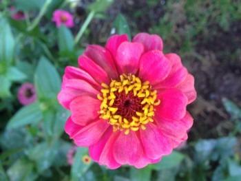 Pink Zinnia