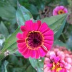 Pink Zinnia #2