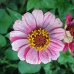 Pink Zinnia #3