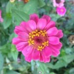 Pink Zinnia #4