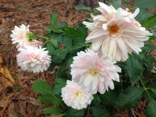 Pink Dahlia