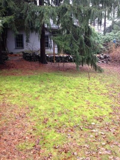 Ever-spring-green Moss