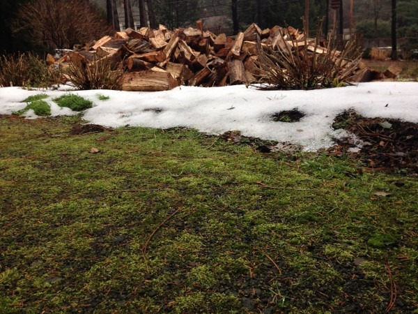 Firewood and Moss