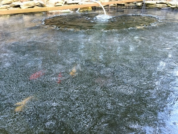 Ice Fish