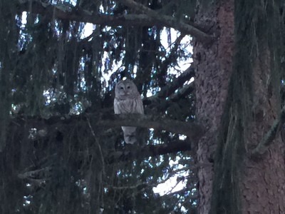 Barred Owl Stops and Rests