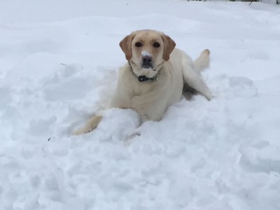 Miss Honey Eats Snow