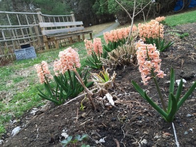 Columbine Seedlings Among Orange Hyacinths