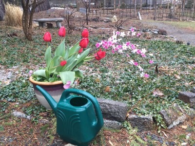Chakra 1: Red Container