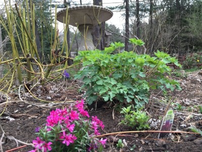 Creeping Phlox Perennial
