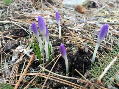 Lilac Crocus Pop Up in Circle Garden